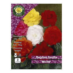 Begonia Double Mixed