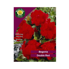 Dahlia Decorative Arabian Night 1tuber