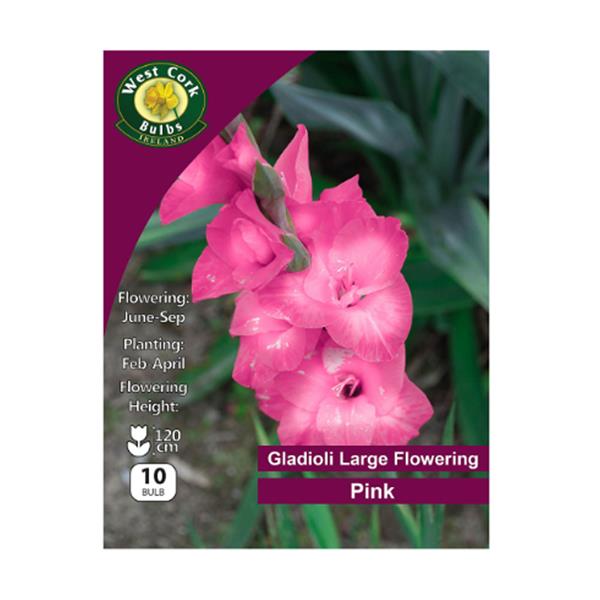 Gladioli Large Flowering Pink