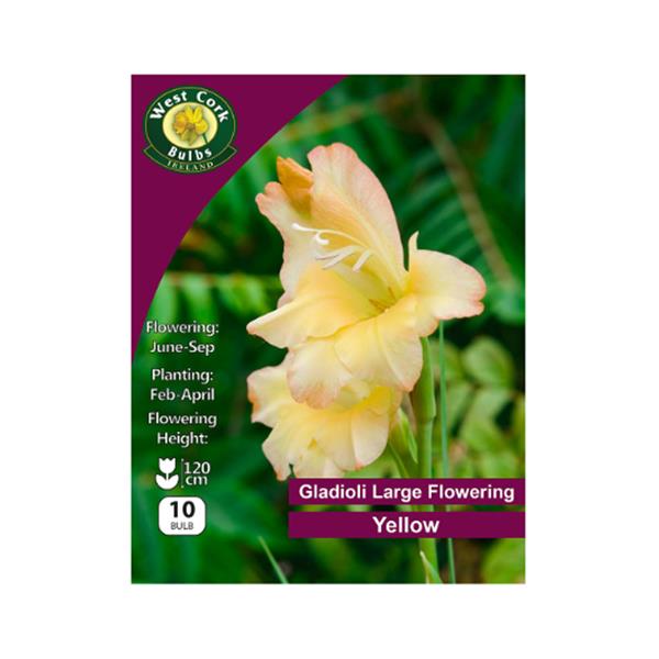 Gladioli Large Flowering Yellow 10 bulb