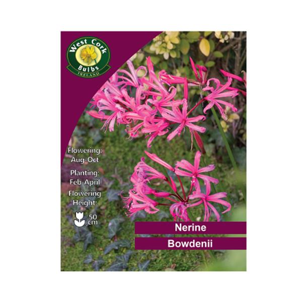 Nerine Bowdenii 3bulb