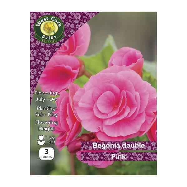 Begonia Double Pink 3bulb