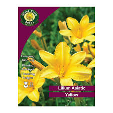 Lilium Asiatic Yellow 3bulb