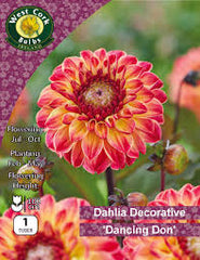 Dahlia Decorative dancing Don 1tuber