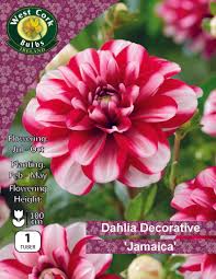 Dahlia Decorative Jamica 1 tuber