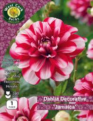 Dahlia Decorative Jamica 1 tuber