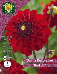 Dahlia Decorative Red Jill 1 tuber