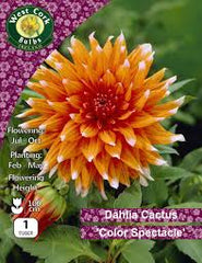 Dahlia Cactus Color Spectacle