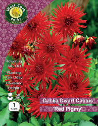 Dahlia Dwarf Cactus Red Pigmy