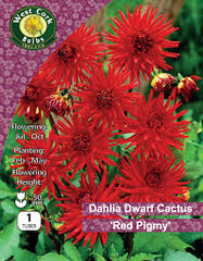 Dahlia Dwarf Cactus Red Pigmy