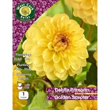 Dahlia Pompon Golden Scepter