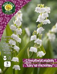 Convallaria majalis Lilly of the Valley 5pips