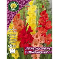 Gladioli Large Flowering Mixed Varieties 10bulb