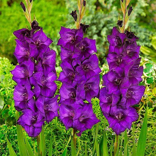 Gladioli Large Flowering Purple Flora 10bulb