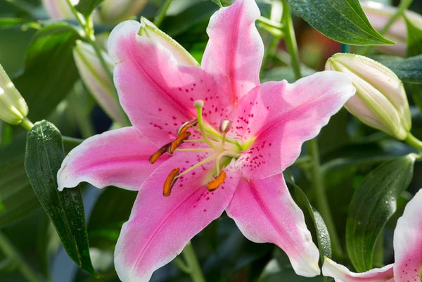 Lilium Oriental 'Sorbonne'