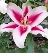 Lilium Oriental Hachi