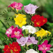 Freesia Double mix 10 bulb