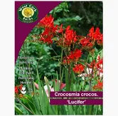 Crocosmia Crocos Lucifer 10bulb