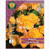 Begonia Double Orange 3bulb