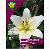 Lilium Asiatic White 3bulb