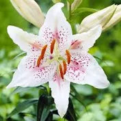 Lilium Oriental Muscadet 2bulb