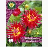 Dahlia Cactus Bora Bora 1Tuber