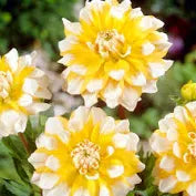 Dahlia Decorative Seattle 1tuber