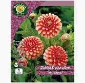 Dahlia Decorative Musette