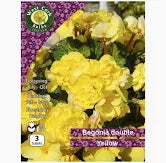 Begonia Double Yellow