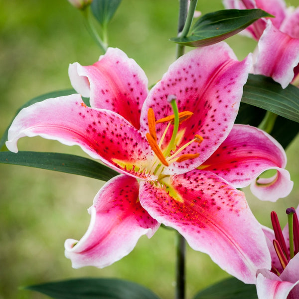 Lilium Stargazer